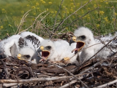 В астраханском заказнике спасают орлов и журавлей от огня