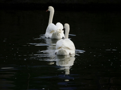 В Гатчинский парк после зимовки вернулись лебеди