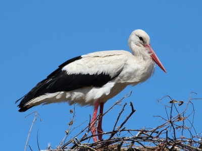 В Калужскую область возвращаются аисты