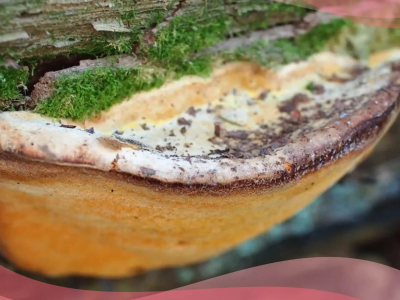 В Красную книгу Калужской области добавили редчайший гриб-трутовик