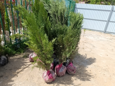 Астраханские садоводы могут приобрести саженцы плодовых деревьев от 300 рублей