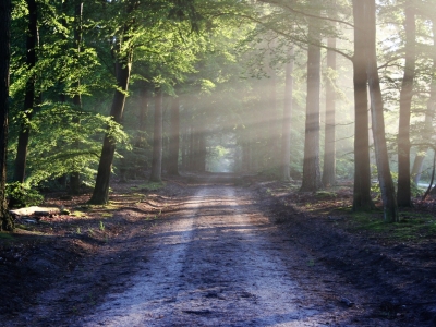 Из-за тумана в Подмосковье объявили «желтый» уровень погодной опасности