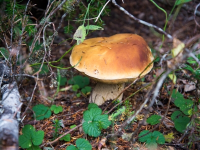 Названо самое грибное место в Костромской области