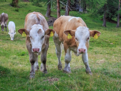 Костромские пожарные, рискуя жизнями, спасли из огня 160 телят