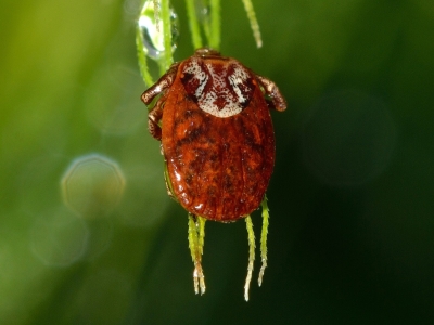 В Калуге парки и скверы обработают от клещей