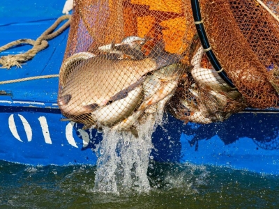 Калининградские рыбопромышленники вошли в состав рыбохозяйственного совета
