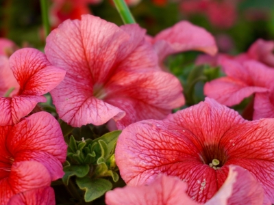 В Калужской области ужесточат требования к уборке и благоустройству городов