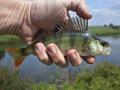 В Костромской области ввели сезонный запрет на вылов рыбы