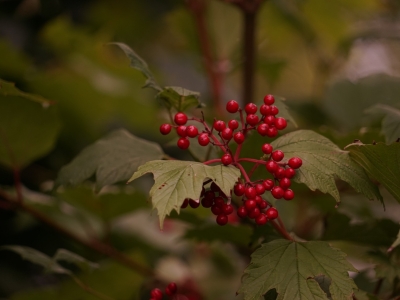 Жителей Подмосковья предупредили об опасных ягодах