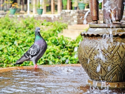 В Подмосковье заметили редчайших птиц из Красной книги