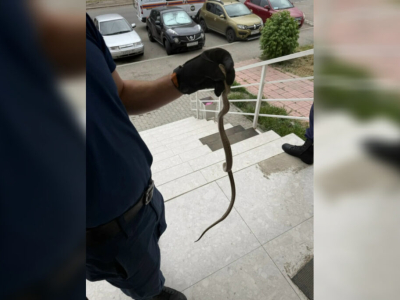 В Астрахани спасатели поймали змею в салоне красоты