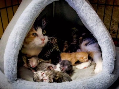 Кошка Графиня из Эрмитажа родила шестерых котят
